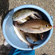 バケツいっぱいの魚